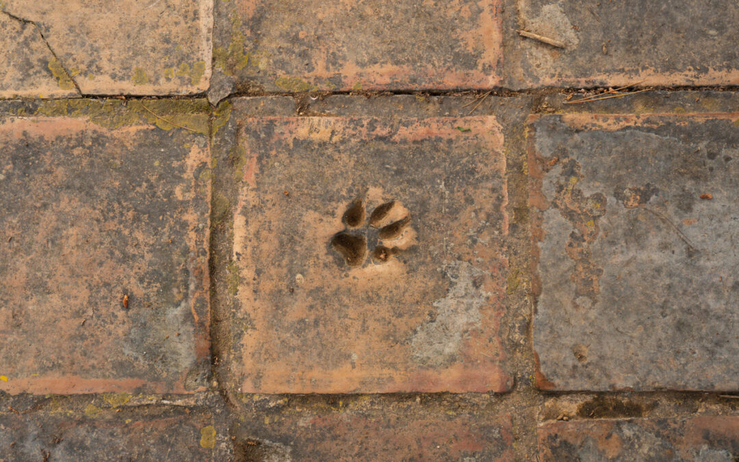 Paw Prints on Saltillo Floors & Terracotta Tiles: A Touch of History and Luck